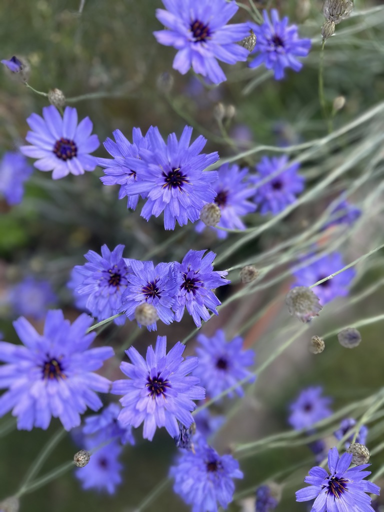 Blaue Blüten
