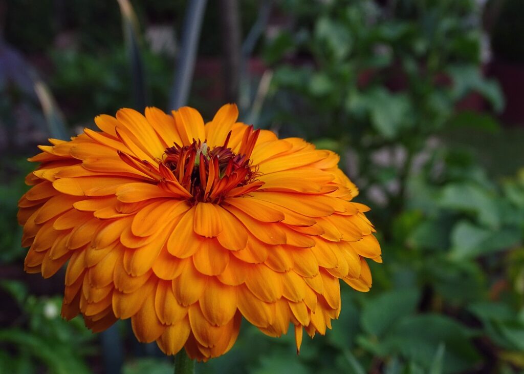 Ringelblume orange