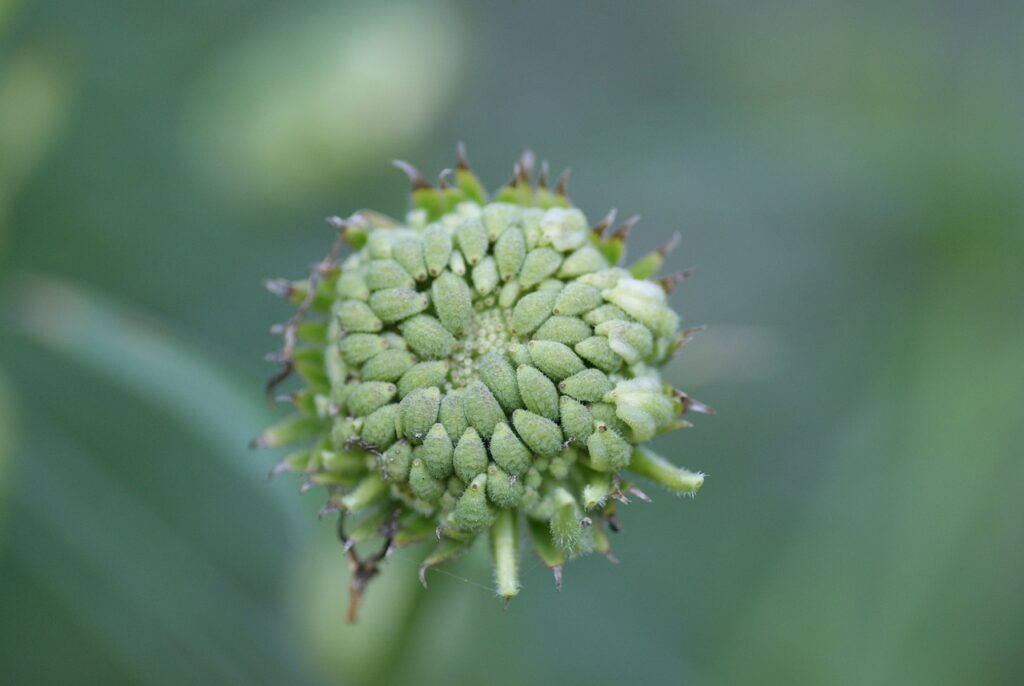 Ringelblumensamen