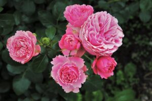 Rosenköpfe pink