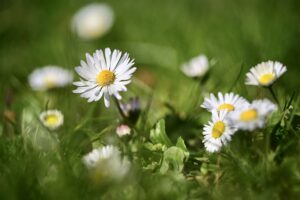 Gänseblümchen