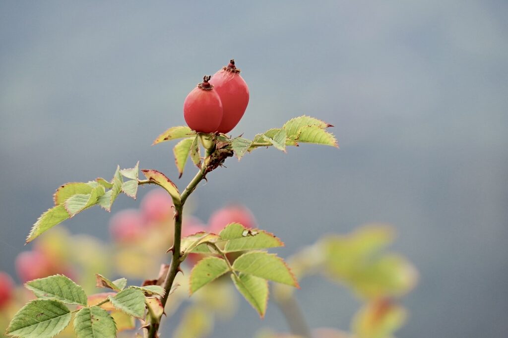 Hagebutte mit Blatt