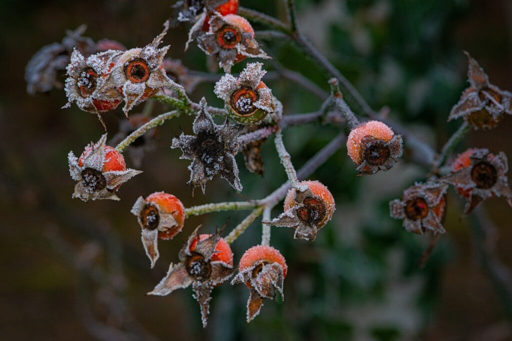 Hagebutten mit Frost