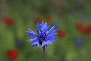 Kornblume blau