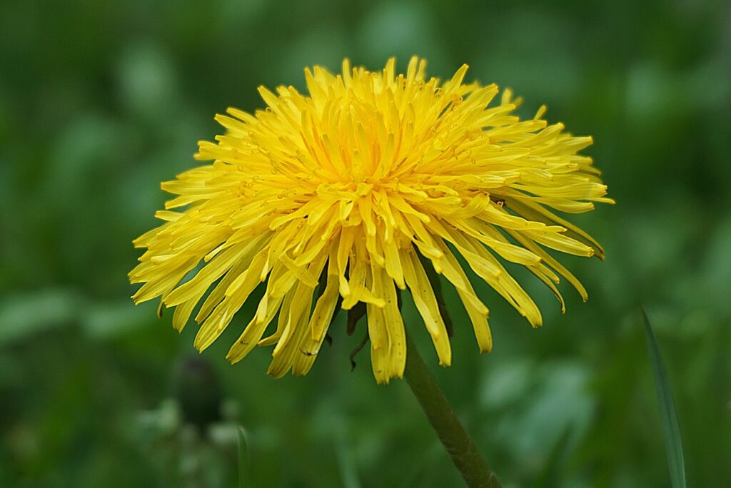 Löwenzahnblume