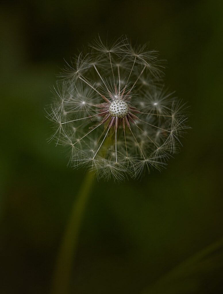 Pusteblume