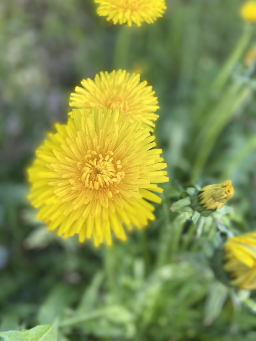 blühender Löwenzahn