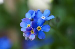 Vergissmeinnicht Blüte blau