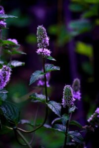 Pfefferminze mit lila Blüten