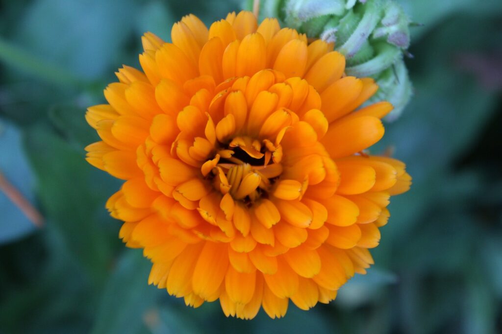 Ringelblume
