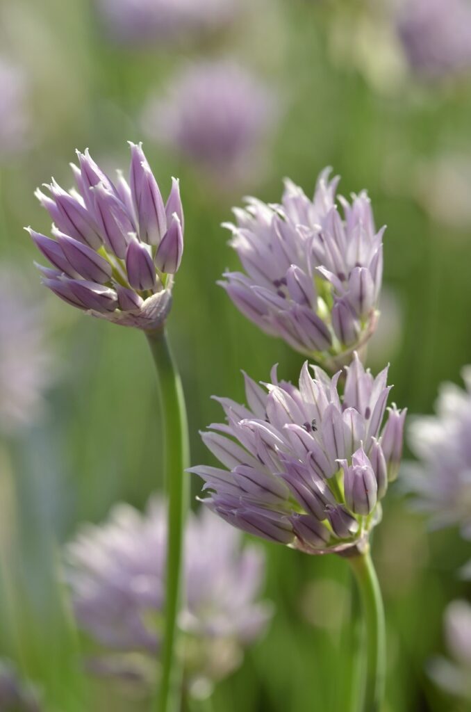 Schnittlauchblüte lila