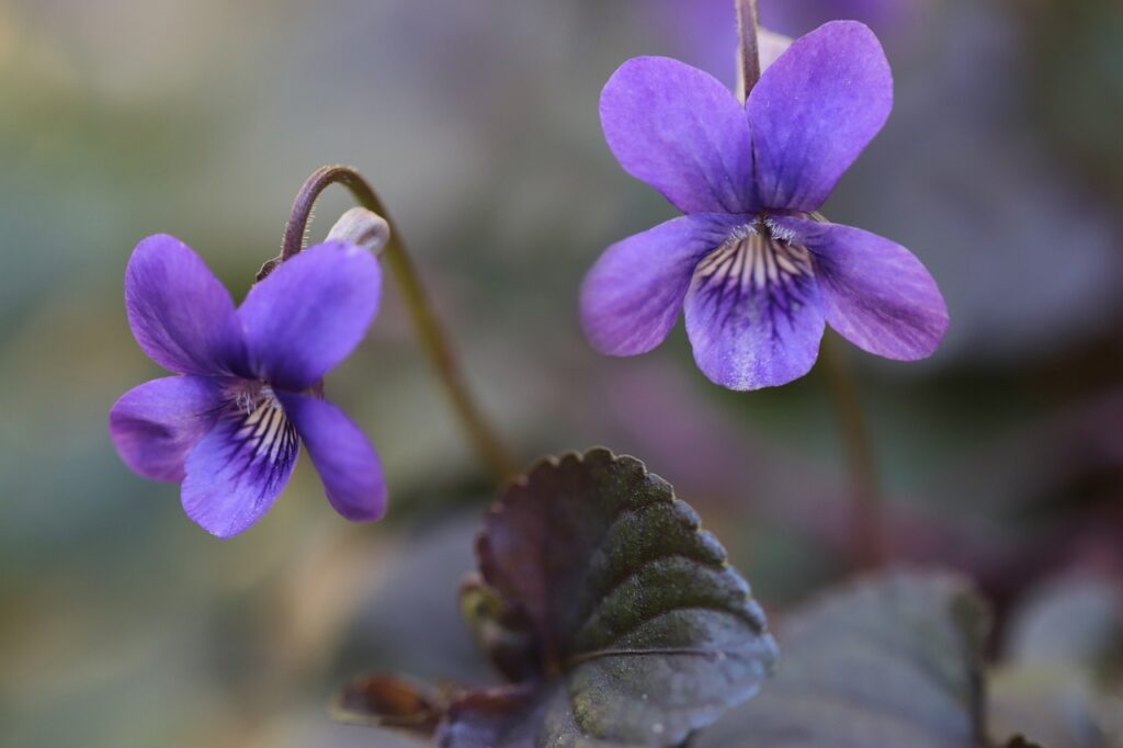 Waldveilchenblüten