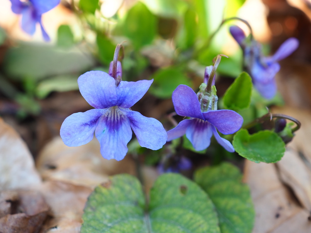 Waldveilchen