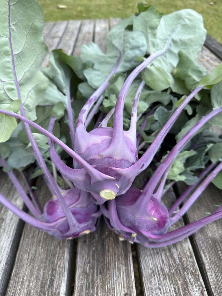 Frisch geerntete Kohlrabi mit Blättern als Beispiel für saisonales Gemüse.